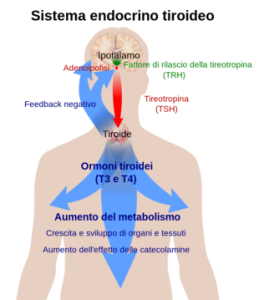 Thyroid_system-IT